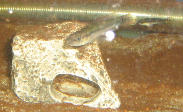 Crenicichla menezesi