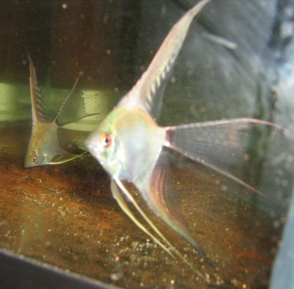 Superveil Leopard Angelfish